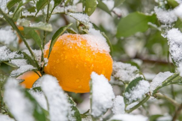 Winter Fruitstock Tips